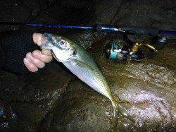 良型アジを求めて香住の磯場へ、キャロで遠投して30cmのアジ