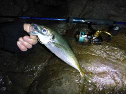 良型アジを求めて香住の磯場へ、キャロで遠投…