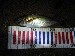 良型アジを求めて香住の磯場へ、キャロで遠投して30cmのアジ