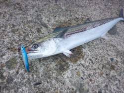 早起きしてライトジギングへ、築山港でサゴシ…