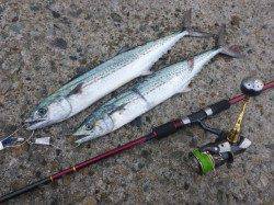 早起きしてライトジギングへ、築山港でサゴシ