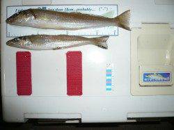 淡路由良の成が島水道でキスが釣れ始めました