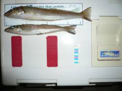 淡路由良の成が島水道でキスが釣れ始めました…