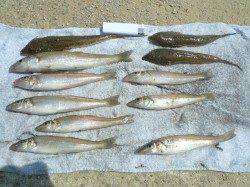 いよいよ淡路のキス始動！ 洲本港でキスとテンコチの引きに満足