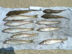 いよいよ淡路のキス始動！ 洲本港でキスとテ…