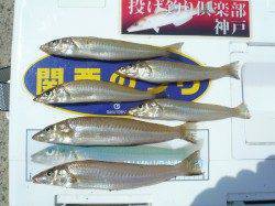 洲本港砂場の投げキス、砂の積み込みが影響か渋めでした