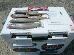 洲本港砂場の投げキス、砂の積み込みが影響か渋めでした