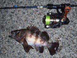 貝塚エリアでプラッキングメバリング