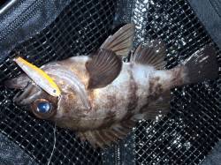 貝塚エリアでプラッキングメバリング