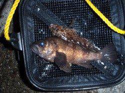 貝塚周辺プラッキングでメバル・チーバス・ガシラ