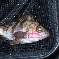 爆風の中貝塚メバリング釣行〜メバル、シーバスともに高活性♪