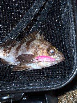 爆風の中貝塚メバリング釣行〜メバル、シーバスともに高活性♪