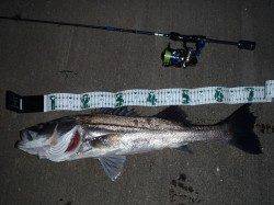 淀川河口周辺プラグでメバル狙い〜70cmのシーバスもヒット♪