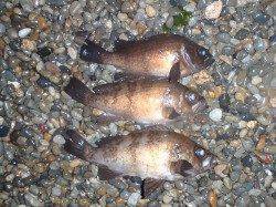 浅瀬の海草でバラし多数・・・岸和田プラッキングメバリング