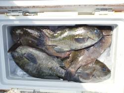 御坊のカツオ島でフカセグレ〜エサ取りが多く…