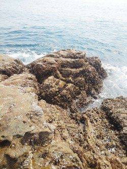 御坊のカツオ島でフカセグレ〜エサ取りが多く苦労しました