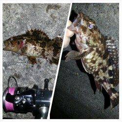 のっこみシーズン序盤〜淀川河口周辺チニング釣果