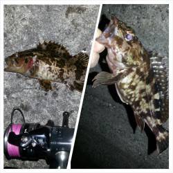 のっこみシーズン序盤〜淀川河口周辺チニング釣果