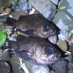 谷川漁港メバリング〜バラしの後快心のフッキングに成功