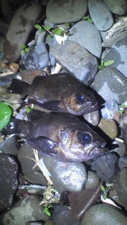 谷川漁港メバリング〜バラしの後快心のフッキ…