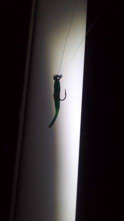 谷川漁港メバリング〜バラしの後快心のフッキングに成功