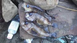 谷川漁港　ゴミを交わしながらのメバリング……