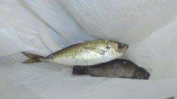 助松埠頭周辺アジングでランガン