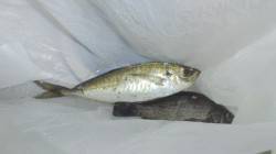 助松埠頭周辺アジングでランガン