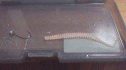 助松埠頭周辺アジングでランガン