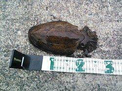 和歌山県中紀でエギング、まだまだコウイカが楽しめそうです