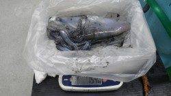 白浜見草でヤエン釣り、大型アオリイカ出ています♪