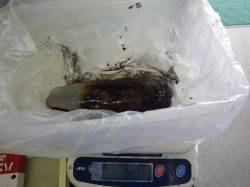 元島堤防　ヤエンでアオリイカ＆コウイカ