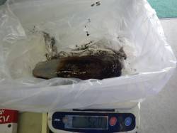 元島堤防　ヤエンでアオリイカ＆コウイカ