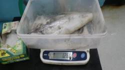 勝浦でヤエンのアオリイカ立て続けに3杯ＧＥ…