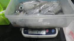 白浜見草でヤエン、1140ｇまで４杯のアオ…