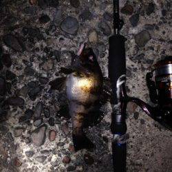 明石港メバリング〜20cmほどのメバルは表層でヒット、小型は爆釣