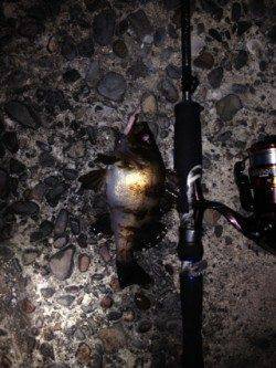 明石港メバリング〜20cmほどのメバルは表層でヒット、小型は爆釣