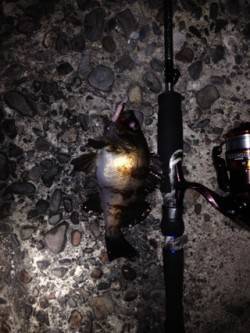 明石港メバリング〜20cmほどのメバルは表…