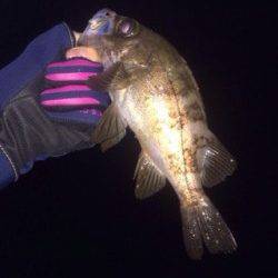 深日漁港ライトゲーム、リフト＆フォールでメバル&アジ