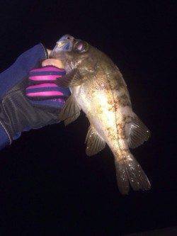 深日漁港ライトゲーム、リフト＆フォールでメバル&アジ