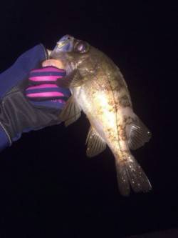 深日漁港ライトゲーム、リフト＆フォールでメ…