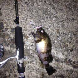 明石港メバリング〜20cmほどのメバルは表層でヒット、小型は爆釣