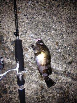 明石港メバリング〜20cmほどのメバルは表層でヒット、小型は爆釣