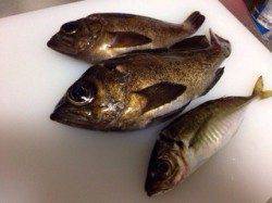 深日漁港ライトゲーム、リフト＆フォールでメバル&アジ