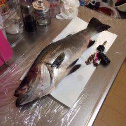 五目ミノーで表層を探ってまさかのヒラスズキ！