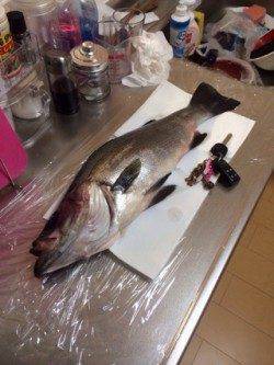 五目ミノーで表層を探ってまさかのヒラスズキ！