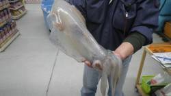 見草でのヤエン釣りで2キロUPアオリイカ！…