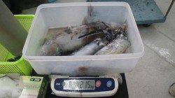 白浜椿の見草でアオリイカ、雨後の濁り心配でしたがクリアでした