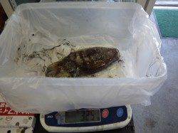 グッドサイズのコウイカに満足！ 堺漁港のエギングで1415ｇ&325ｇ