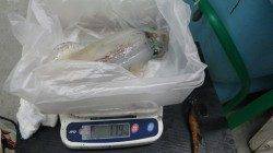 渋い中もキロアップGET！白浜見草でのヤエン釣果